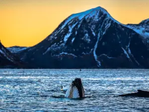 Arctic Adventure Norway