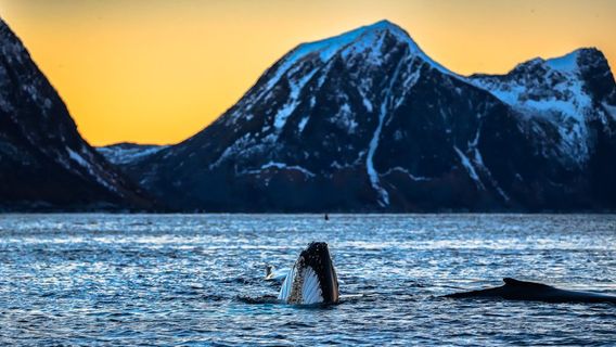 Arctic Adventure Norway