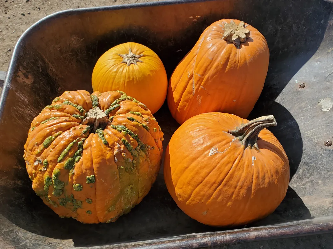 5_Tanaka Farms