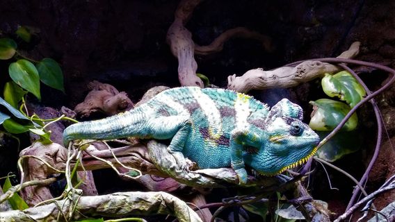 Layton Aquarium & Wildlife
