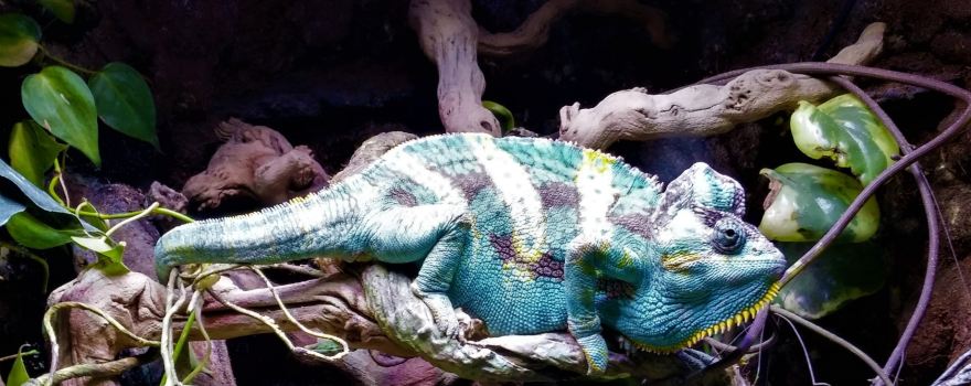 Layton Aquarium & Wildlife
