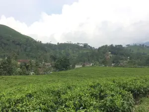 Kebun Teh Kemuning