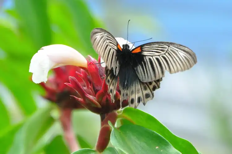 Penampang