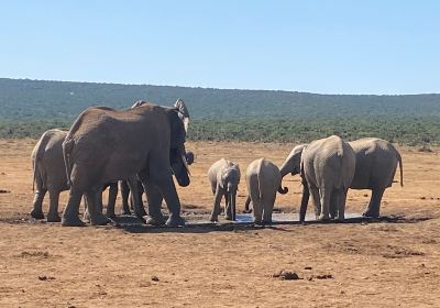 Addo Elephant National Park