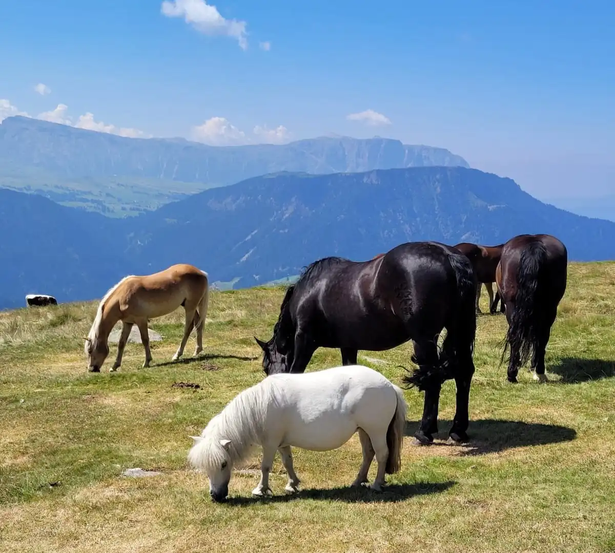 Hotels near Funicolare Resciesa