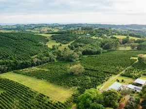 Zentveld's Coffee Farm & Roastery
