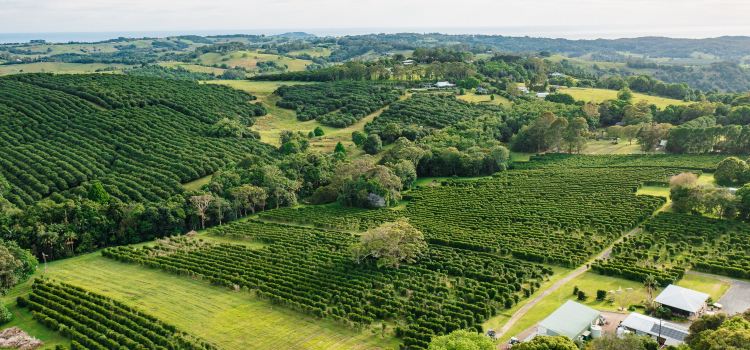 Zentveld's Coffee Farm & Roastery