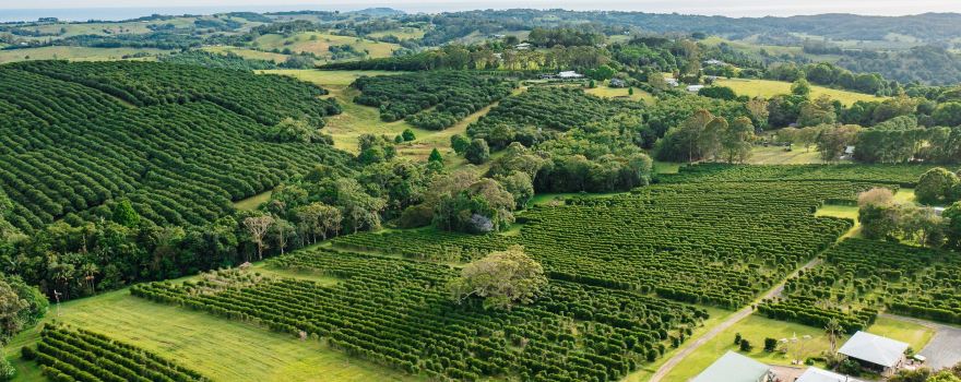 Zentveld's Coffee Farm & Roastery