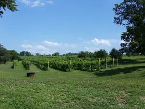 Backyard Vine & Wine, LLC.