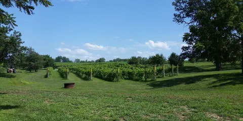 Backyard Vine & Wine, LLC.