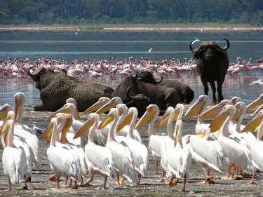 Tsavo N. Park