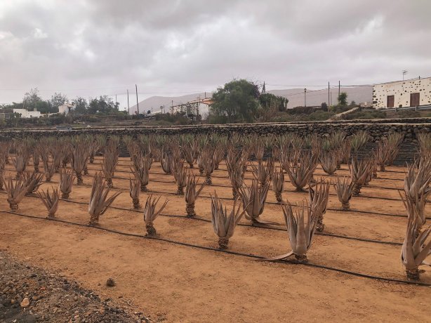 Finca Canarias Aloe Vera Tickets [2026] - Promos, Prices, Reviews & Opening  Hours | Trip.com