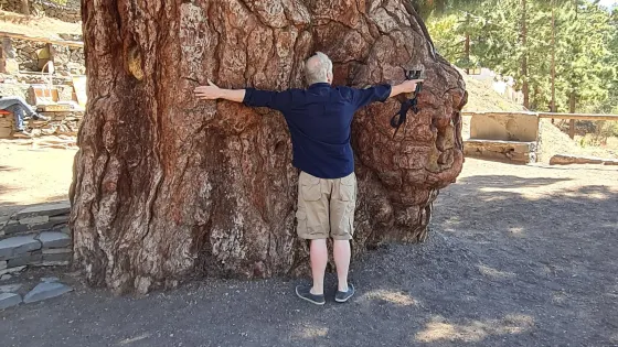 El Pino Gordo