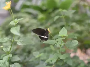 Maruseppu Insectarium