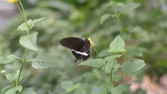 Maruseppu Insectarium