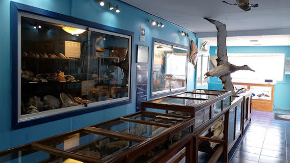 Aquarium / Museum School of Marine Sciences, UCN