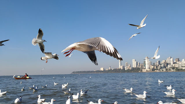 Mafatlal Swimming Pool