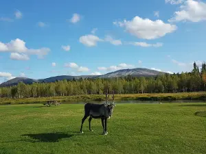Ylläksen Lyhty Ky