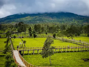 Wisata Alam Kebun Teh Sikatok