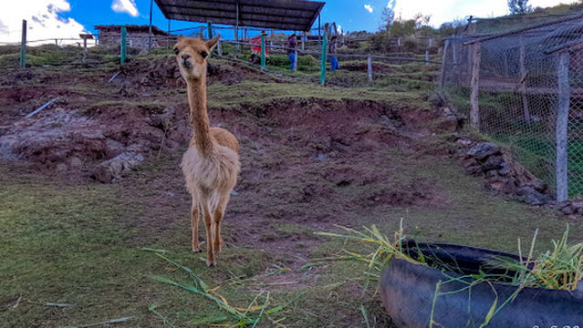 Zoologico Mundo Andino Tipon Cusco