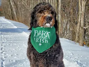 Rice Lake Off Leash Dog Park