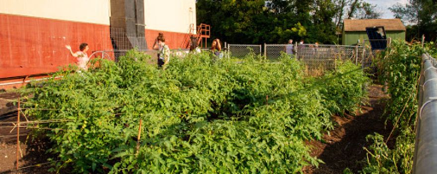 Ranson Community Garden