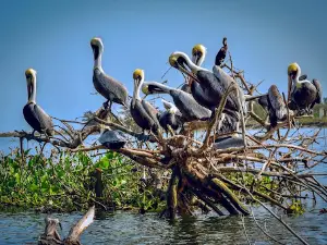 Mangrove Tecoluta