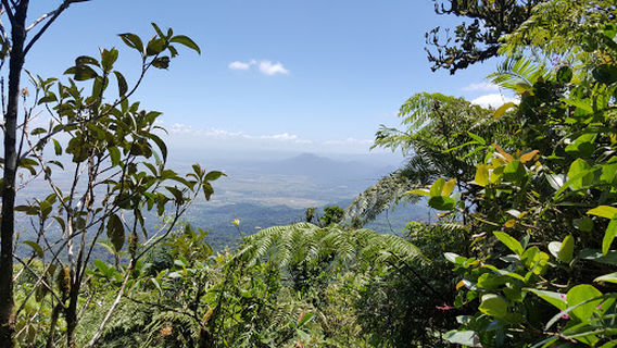 Makiling Forest Reserve Laguna