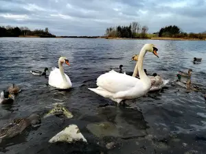 Forfar Loch Country Park