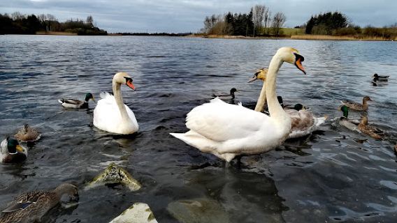Forfar Loch Country Park