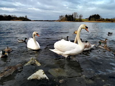 Forfar Loch Country Park
