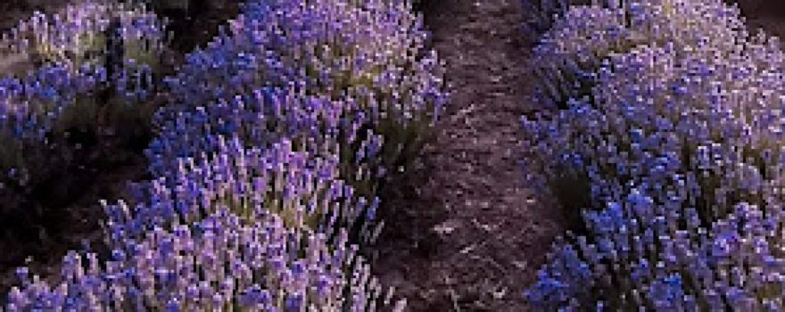 Lanul cu lavanda