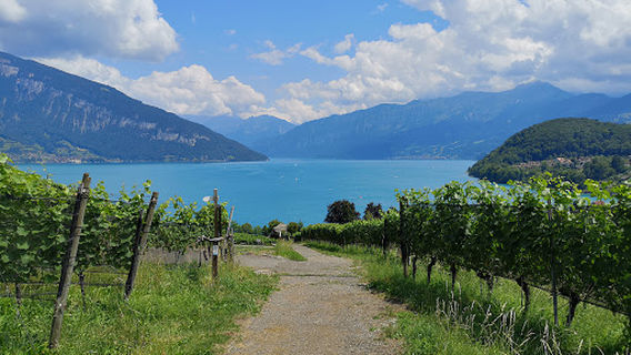 Heimat- und Rebbaumuseum Spiez