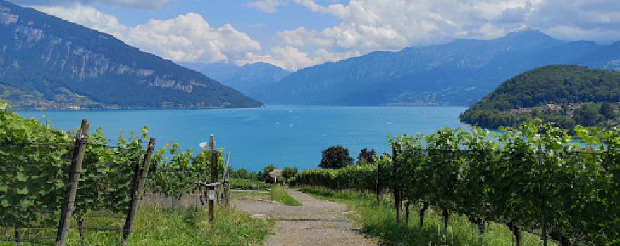 Heimat- und Rebbaumuseum Spiez