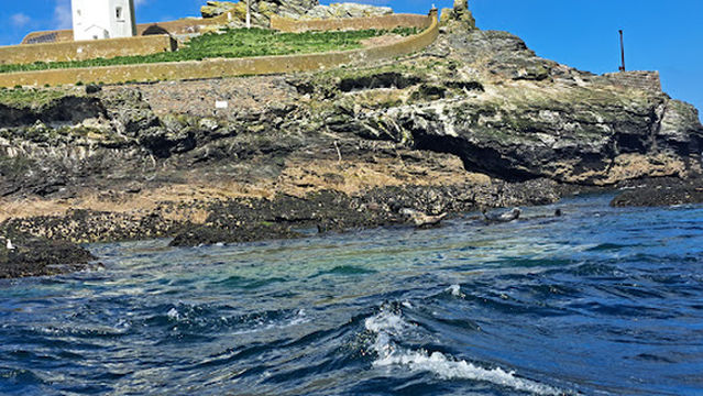 Blue Thunder Boat Rides - Dolphin & Seal Watching, Fast Rib Rides, Wet & Wild