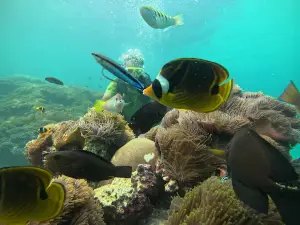 Scuba Diving Point