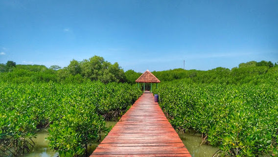 Kawasan Konservasi Hutan Mangrove "Jembatan Merah"