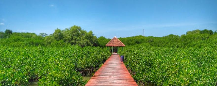 Kawasan Konservasi Hutan Mangrove "Jembatan Merah"