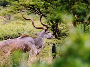 Arsi Mountains National park Dhera dilfekar