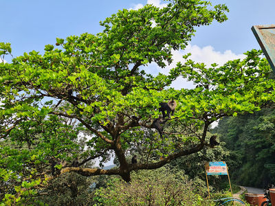 Agumbe Sunset Viewpoint
