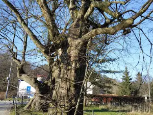 450-year old linden tree