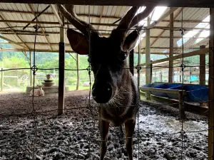 Bukit Besi Agro Exotic Farm