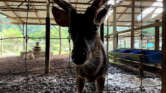 Bukit Besi Agro Exotic Farm