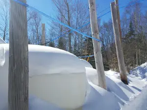 Maine-Lee Maple