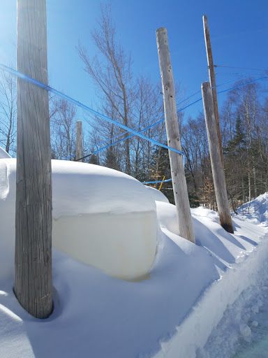 Maine-Lee Maple