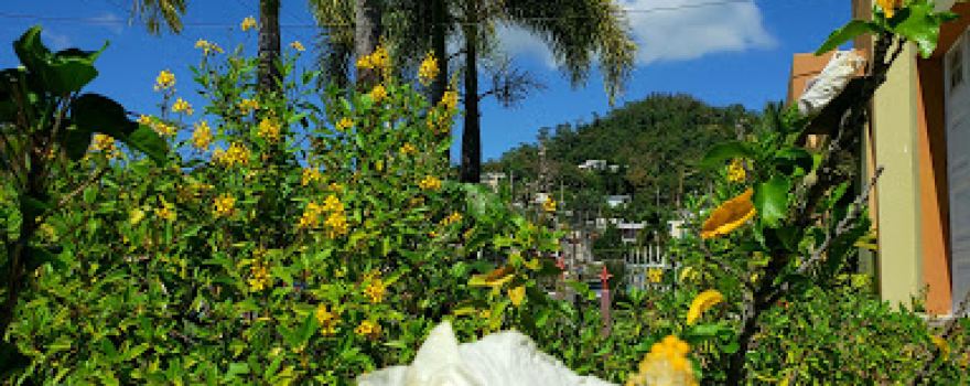 The Cacti Garden