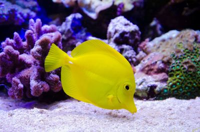 Acquario di Lione