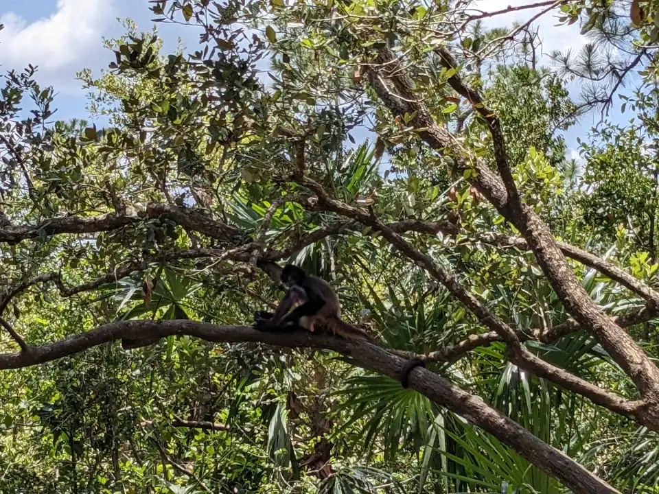 2_The Belize Zoo and Tropical Education Center