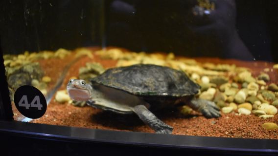 Reptilienzoo Allgaeu
