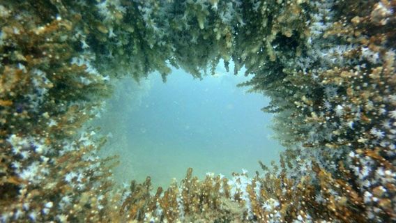 Temple Adventures - Scuba Diving Experience Center